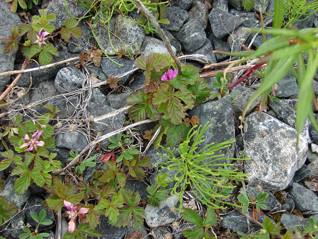 A stony galet, once used for drying fish, now covered with flowers.